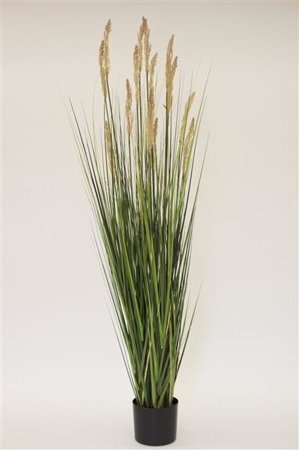  TRAWA DEKORACYJNA W DONICY roślina dekoracyjna, wys. 157 cm