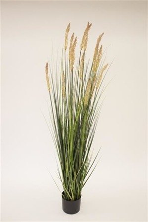  TRAWA DEKORACYJNA W DONICY roślina dekoracyjna, wys. 157 cm