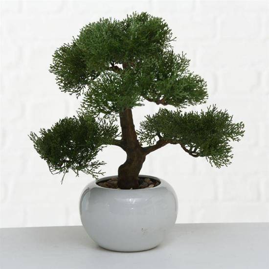 BONSAI drzewko iglaste bonsai w ceramicznej doniczce, wys. 33 cm