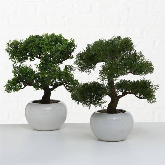BONSAI drzewko iglaste bonsai w ceramicznej doniczce, wys. 33 cm