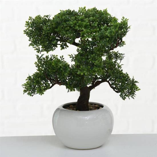 BONSAI drzewko liściaste bonsai w ceramicznej doniczce, wys. 33 cm