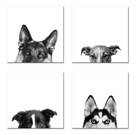 DOGS komplet czterech obrazów zwierzęta domowe w wymiarach 40x40 cm