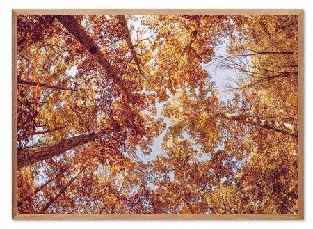 JESIENNE DRZEWA obraz w ramie ujęcie drzew z dołu, 53x73 cm