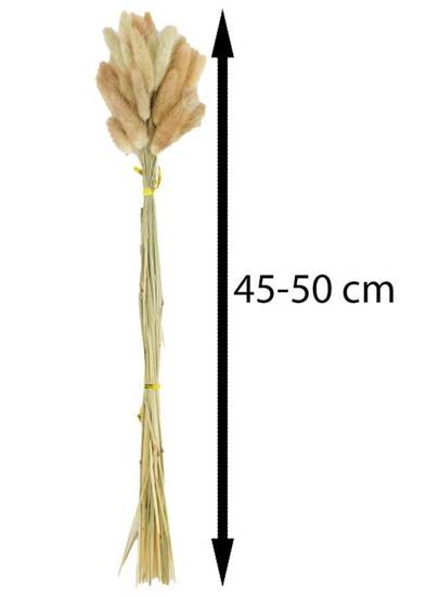 LAGURUS susz dekoracyjny lagurus naturalny 35 szt., wys. 45-50 cm