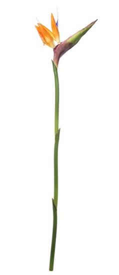STRELICJA roślina sztuczna, długa gałązka, wys. 82 cm