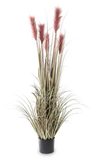 TRAWA PAMPASOWA RÓŻOWA roślina dekoracyjna w donicy z końcówką w odcieniu śliwkowym, wys. 149 cm