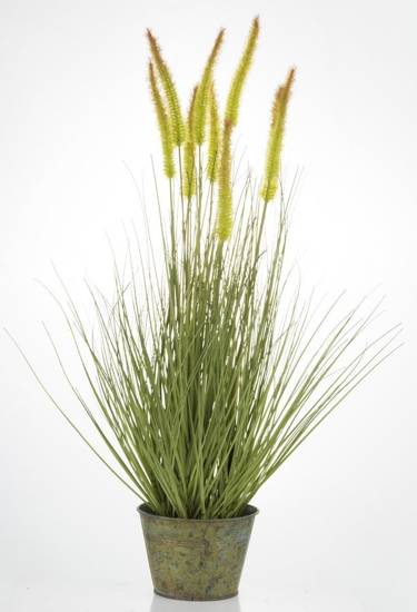 TRAWA PSZENICZNA II roślina dekoracyjna, wys. 70 cm