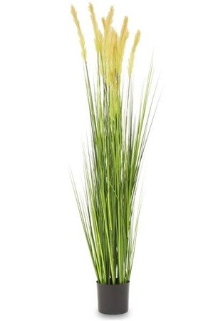 TRAWA W DONICY wysoka roślina dekoracyjna, wys. 178 cm