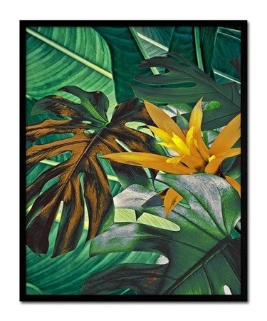 YELLOWER obraz w czarnej ramie monstera i żółty kwiat, 43x53 cm